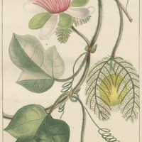 Grenadille fétide.