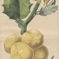 Morelle dorée.