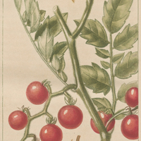 Morelle cérasiforme.
