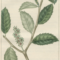 Ricinelle à feuilles de charme.