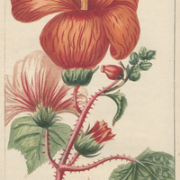 Ketmie trilobée.