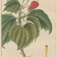 Mauvisque écarlate.