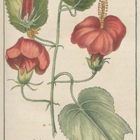 Pavon à fleurs écarlates