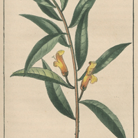 Daphnot des antilles.