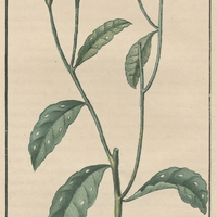 Seneçon perforé.