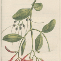 Loranthe d'Amérique