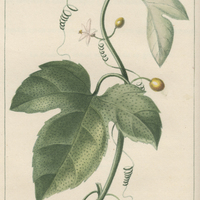 Bryone à feuilles de figuier.