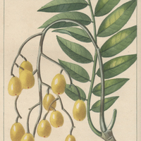 Monbin à fruits jaunes.