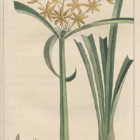 Souchet élégant, herbe à couteaux.