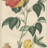 Rosiers marons.