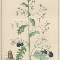 Morelle anserine.