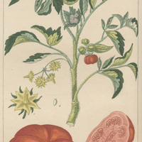 Tomate à côtes.