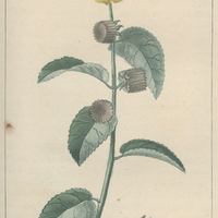 Abutilon en épi.