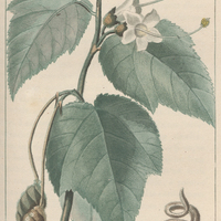 Isore à feuilles de guimauve.