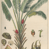 Avoira de guinée.
