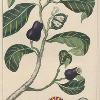 Laurier à fruits cylindriques.