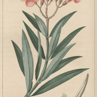 Laurose odorant.