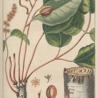 Balsamier de la guiane.