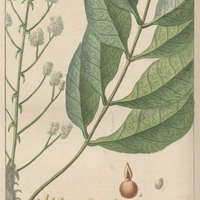 Fagarier de la guiane.
