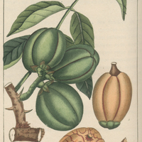 Acajou bâtard.