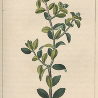 Euphorbe à feuilles de buis.