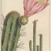 Cactier frangé.