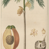 Arec de l'inde.