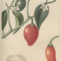 Piment annuel.