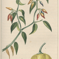 Piments caraïbe et mozambique.