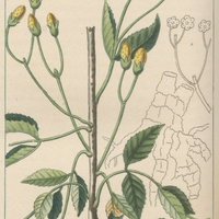 Pyrethre à tête dorée.