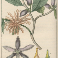 Canang aromatique.