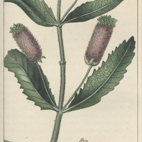 Lavande stécade des Antilles.