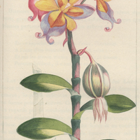 Angrec à feuilles obtuses.