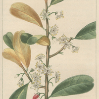 Erythroxyle carthagène.