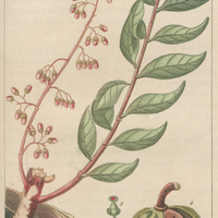 Carapa de la guiane.