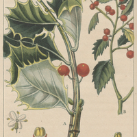 A. Houx de la Jamaïque. B. Houx de Cuba.