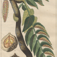 Noyer de la Jamaïque.
