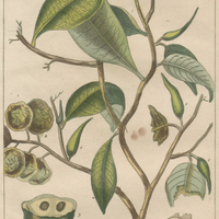 Férole à bois marbré.