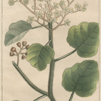 Aralie épineuse.