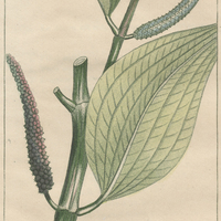 Poivrier à feuilles de plantain.