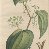 Salsepareille officinale.