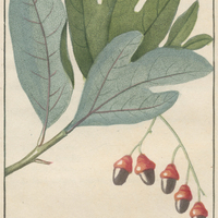 Laurier sassafras.