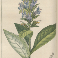 Lobélie syphilitique.