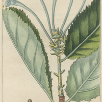 Oviède épineuse.