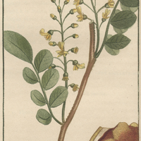 Tolut balsamifere.