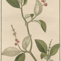 Croton à feuilles d'origan.
