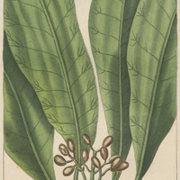 Potalie amère.
