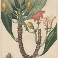 Sévole lobélie de plumier.