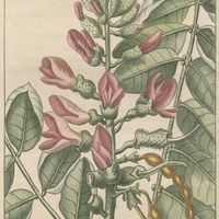 Astragale cotonneux.