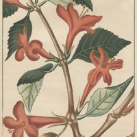 Barrelière rouge.